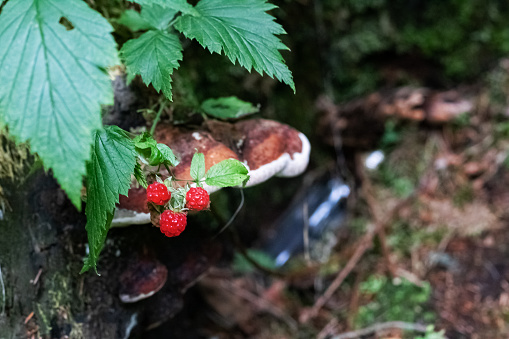 Raspberry berries and large brown mushroom on a tree trunk close up, copy space