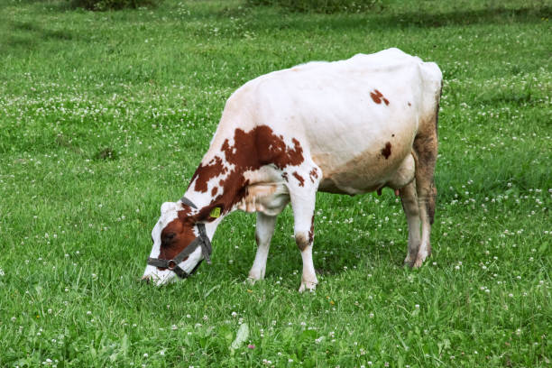 istock White cow with red spots on a green meadow 1288222578