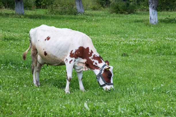 istock White cow with red spots on a green meadow 1288222580