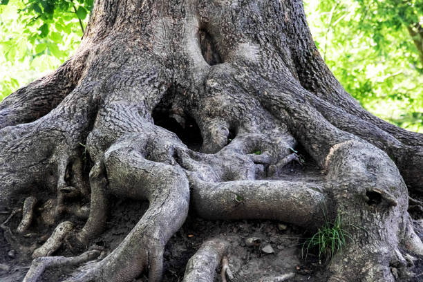 istock Big roots of very old tree close up 1288223416