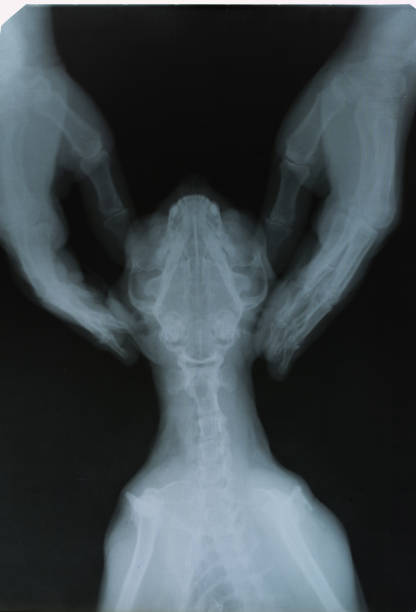 imagen de rayos x cat - cat scan abdomen medical scan x ray fotografías e imágenes de stock