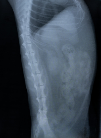Cat x-ray image