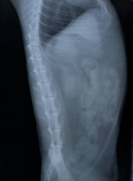 imagem de raio-x do gato - thoracic vertebrae - fotografias e filmes do acervo