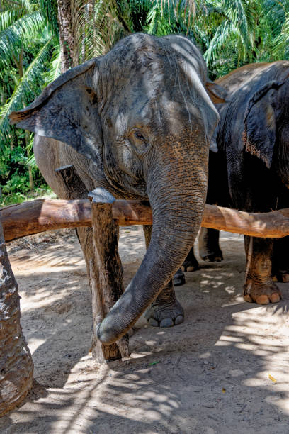 istock Elephants at Krabi Elephant House Sanctuary 1288224012