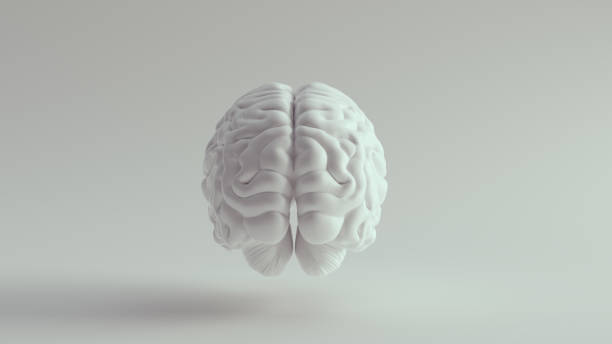 istock White Porcelain Anatomical Brain Rear 1288224021