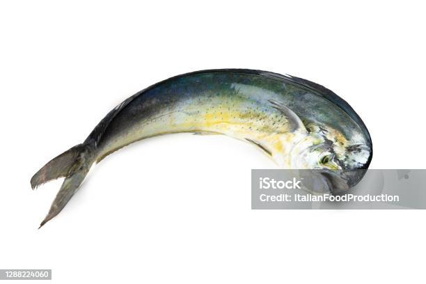 Mahimahi Mediterranean Fish Lampuga O Capone Coryphaenna Hippurus Stock Photo - Download Image Now