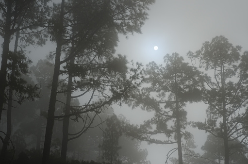 Sun through the fog over a forest of Canary Island pine Pinus canariensis. Alsandara. Reserve of Inagua. Tejeda. Gran Canaria. Canary Islands. Spain.