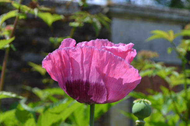 nahaufnahme einer lila mohnblume und einer kleinen blüte in einem britischen cottage-garten an einem sonnigen sommertag, schöne outdoor-blumenhintergrund mit weichem fokus fotografiert - poppy purple flower close up stock-fotos und bilder