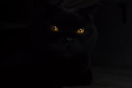 Yellow cat eyes. Black cat in a dark room. Friday the 13th. Mystical theme. Glowing eyes on a black background. Superstitious fear. Night gaze. Dark forces. Amber eye color.