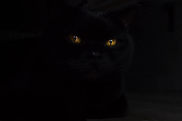 Ominous glitter of yellow cat eyes from the dark Yellow cat eyes. Black cat in a dark room. Friday the 13th. Mystical theme. Glowing eyes on a black background. Superstitious fear. Night gaze. Dark forces. Amber eye color. animal eye stock pictures, royalty-free photos & images