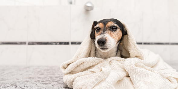 Cute small Jack Russell terrier. Dog wrapped in a bath towel after bathing and looking forward to the camera.