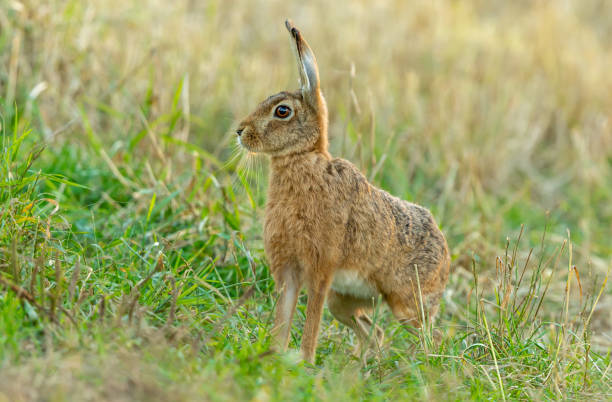 브라운 토끼, 과학적인 이름 레퍼스 유로파유우스. 큰 브라운 토끼의 클로즈업은 왼쪽을 향하고, 필드에 경고 앉아.  다시 켜진 이미지입니다. - left field 뉴스 사진 이미지