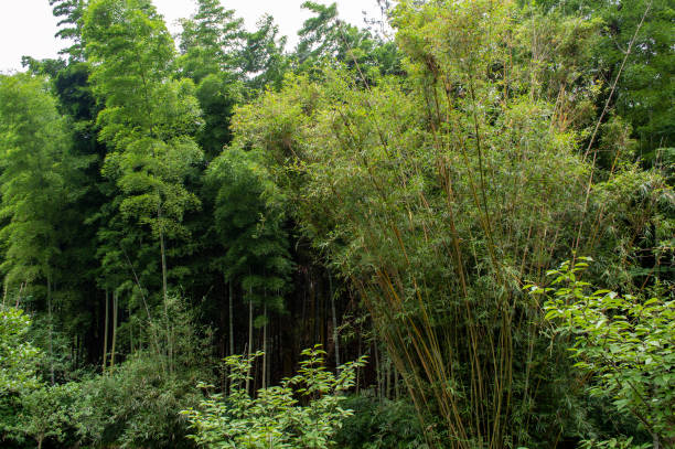 istock Beautiful Bamboo grove, bamboo forest in Jiangxi province, south China 1288229727