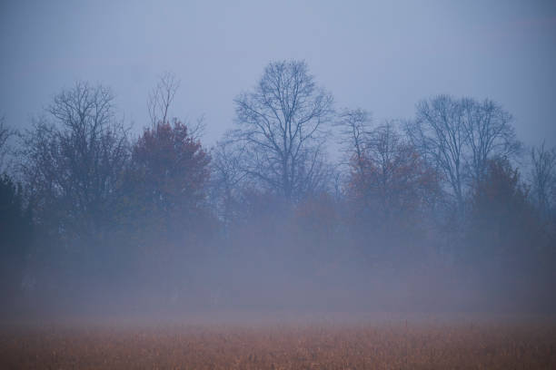 istock november in a park with Fog 1288230120