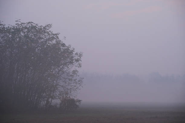 istock november in a park with Fog 1288230142