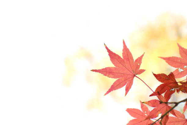 Japanese Maple leaves in summer