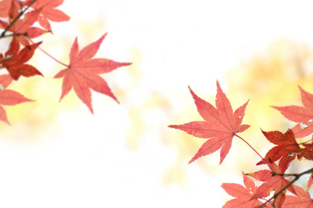 Vibrant leaves on a white background shot as a frame to surround your copy space. Image shot with Canon 5D Mark 4, 24-105mm f/4L IS USM lens.