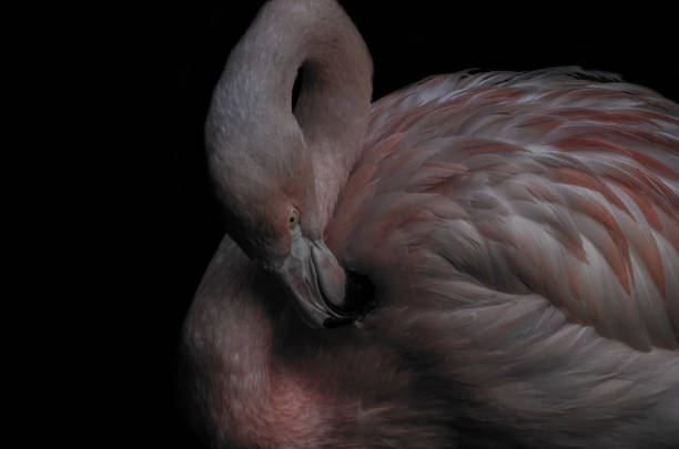 Free Stock Photo of Close Up of a Pink Flamingo Against Black ...