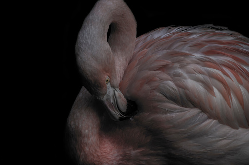 Portrait of a pink flamingo on a black background