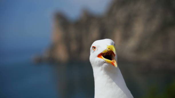 istock Laughing gull close-up looks into the camera. 1288233636