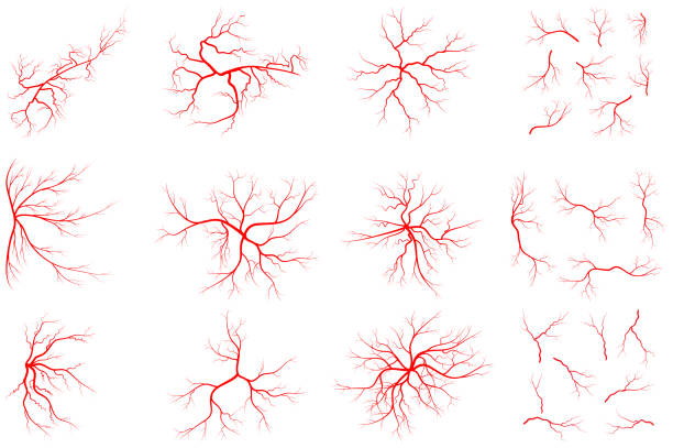 illustrations, cliparts, dessins animés et icônes de illustration d’ensemble de veine d’isolement sur le fond blanc. collection de graphiques du système sanguin humain. récipient rouge, conception d’artères. groupe d’icônes anatomiques. forme vectorielle de l’artère. eps 10 symboles abstraits. - artère humaine