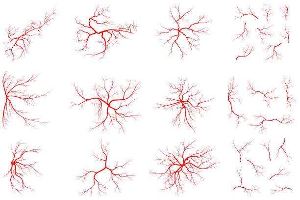 vein установить иллюстрацию изолированы на белом фоне. коллекция человеческой кровяной системы графических. красный сосуд, конструкция арте - eyeball stock illustrations
