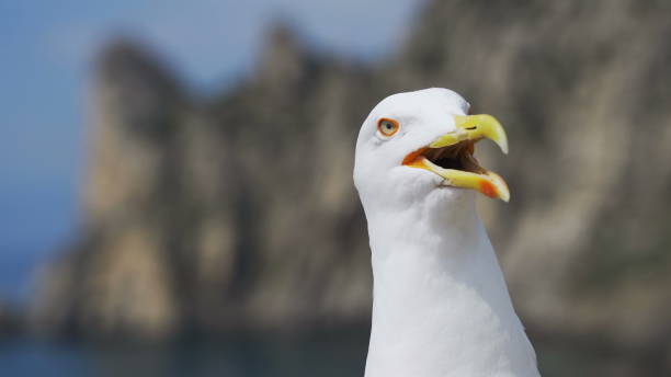 istock Funny gull looks into the camera and opens the key, shouts 1288233653