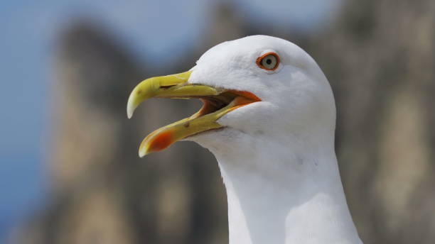 istock Laughing gull close-up looks into the camera. 1288233859