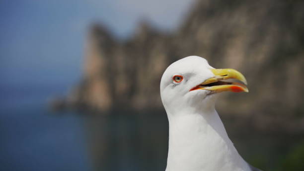 istock Seagull portrait against sea shore. 1288233871