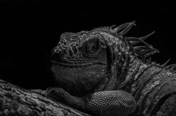 istock Iguana in black and white 1288233887