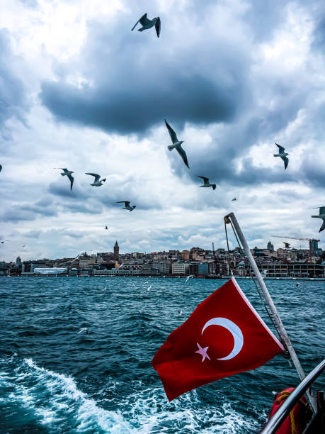 Seagulls with their lifes