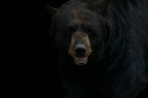 oso pardo - bear hunting fotografías e imágenes de stock