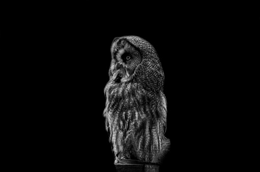 Great Horned Owl on a black background, black and white image