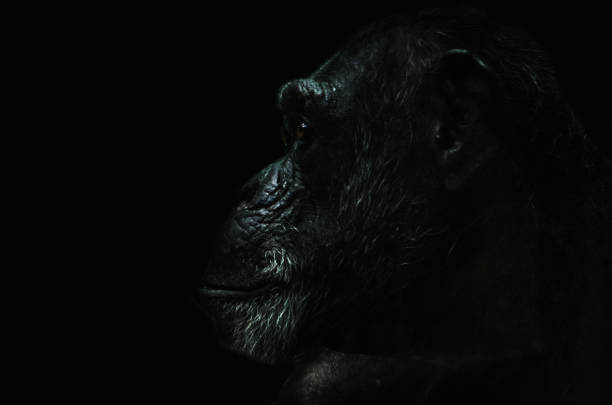 Portrait of a chimpanzee