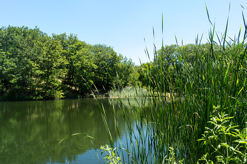 Lake surrounded by tall grass and trees on a sunny summer day