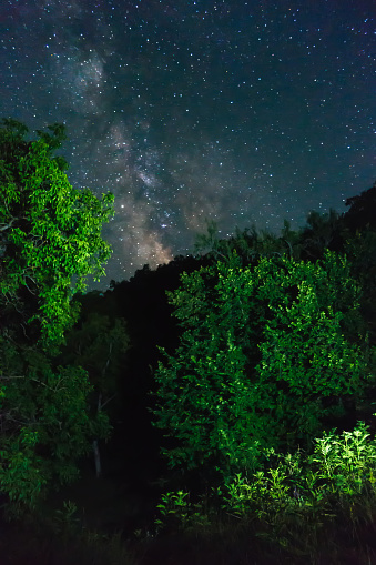 Milky Way over green trees in a dark night