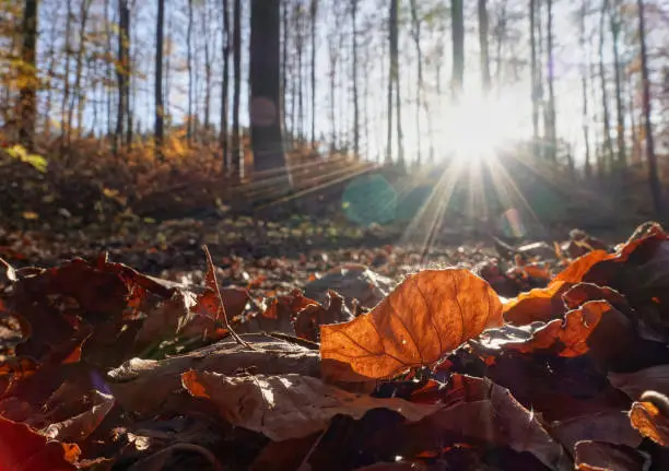 Photo of Forest floor with red autumn leaves, looking up towards the sun star. Lens flare.