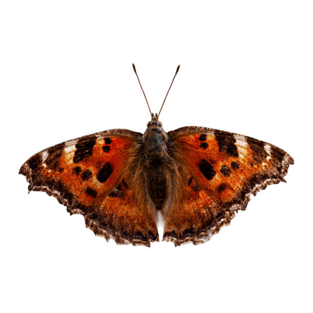 istock Reddish orange small tortoiseshell butterfly isolated on white background 1288237078