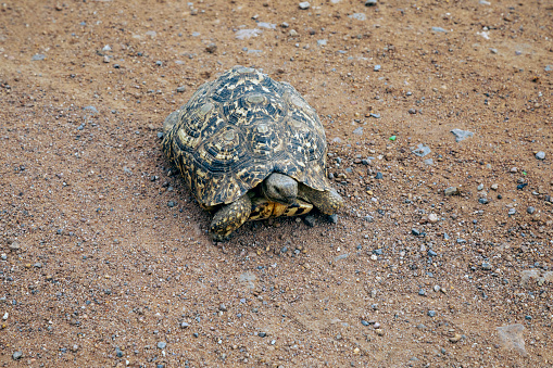 african ground tortoise crossing a dirt road in Botswana