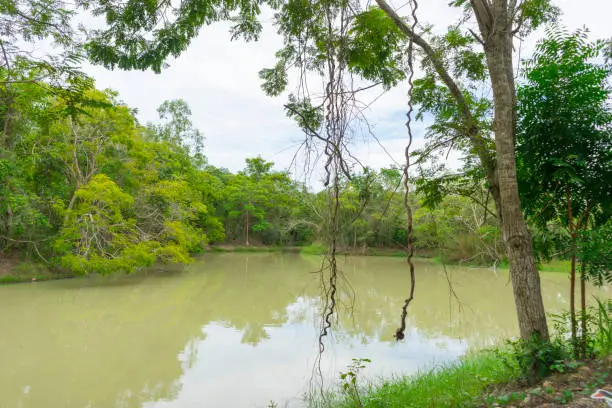 Summer forest landscape - forest oak tree on the bank of the river in sunny nature background. Colorful forest landscape with forest trees in the morning.