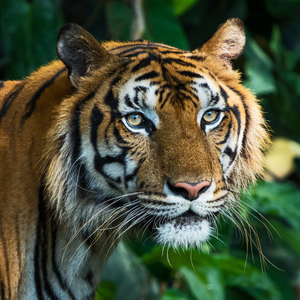 istock Photos of tiger naturally. 1288240931