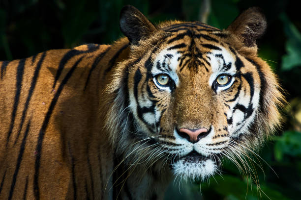istock Photos of tiger naturally. 1288241005
