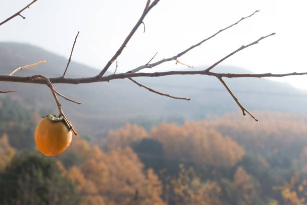 fall season ripe persimmons on the branch