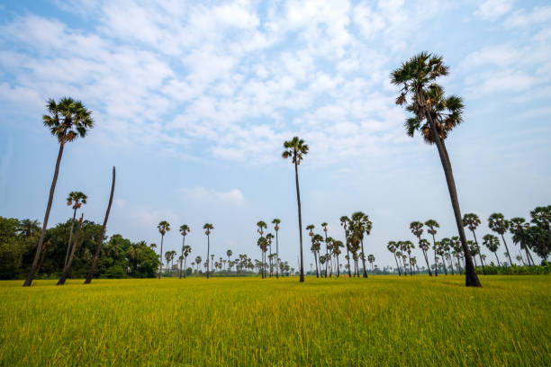 istock View of palm trees and rice fields under the blue sky. 1288245648