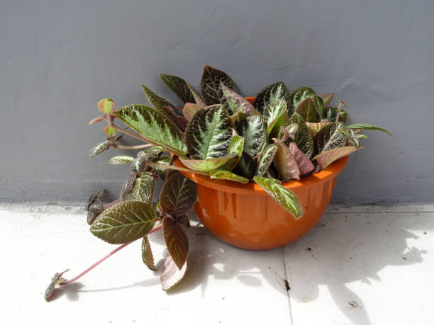 istock purple leafy plant with brown pot on gray background 1288247383