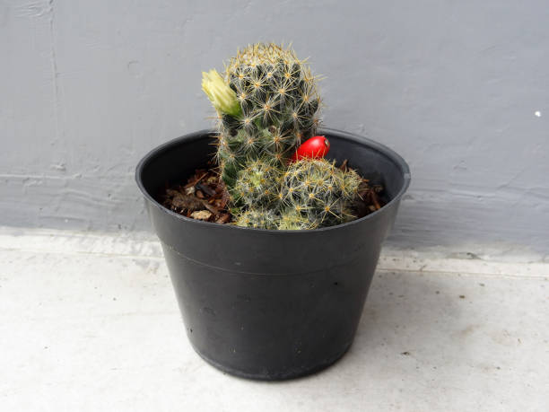 istock Green cactus in pot is black and gray background 1288248909