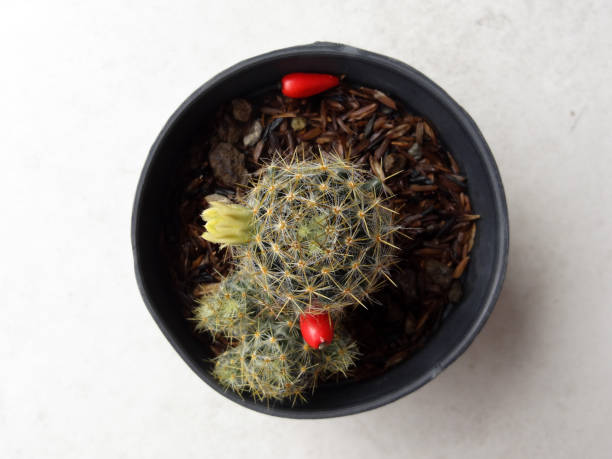 istock Green cactus in pot is black and gray background 1288249679