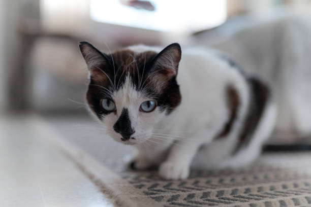 istock close up. black and white cat with blue eyes looks at the camera 1288250247
