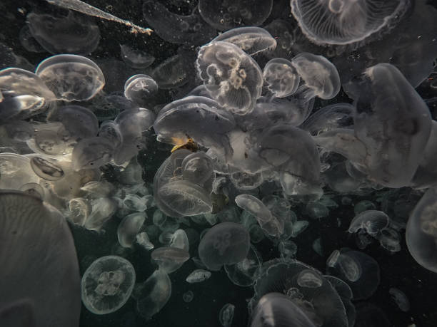 istock jellyfish underwater amazing view 1288250785