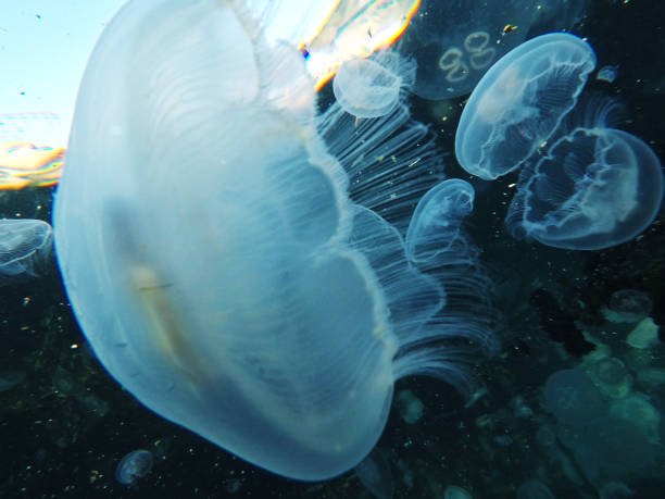 istock macro shot of jellyfish underwater view 1288250786
